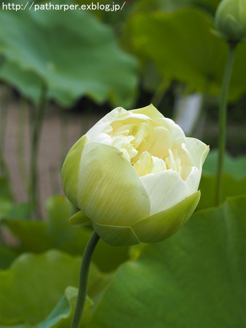 a0052986_736189.jpg