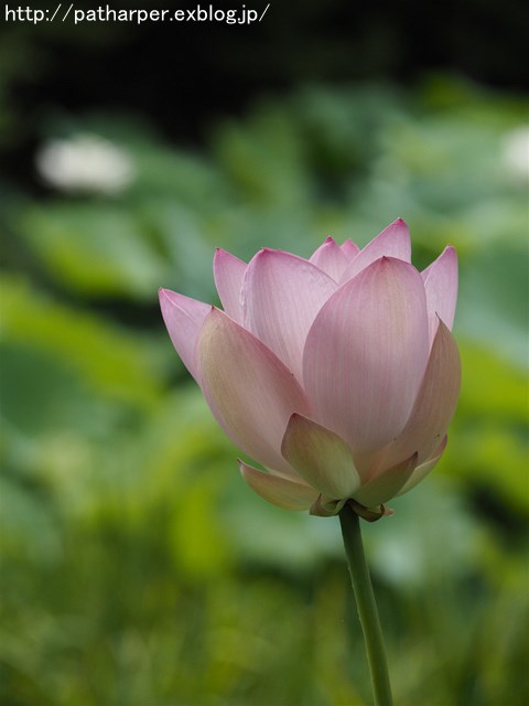 a0052986_7364918.jpg
