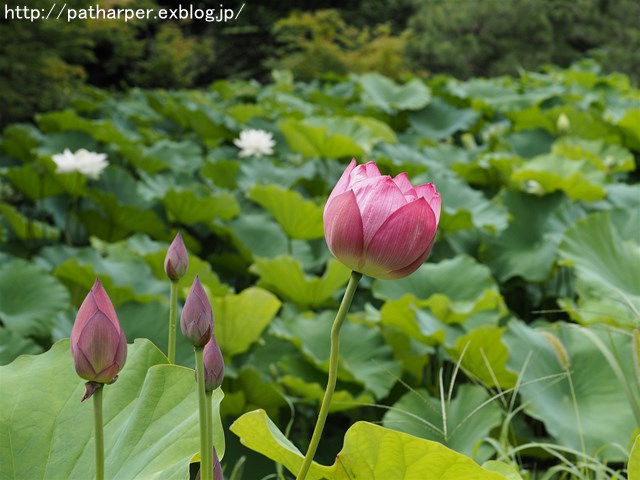 a0052986_737999.jpg