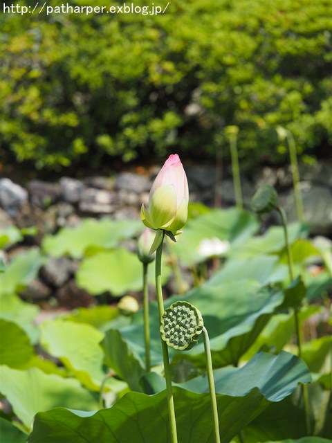 a0052986_748585.jpg