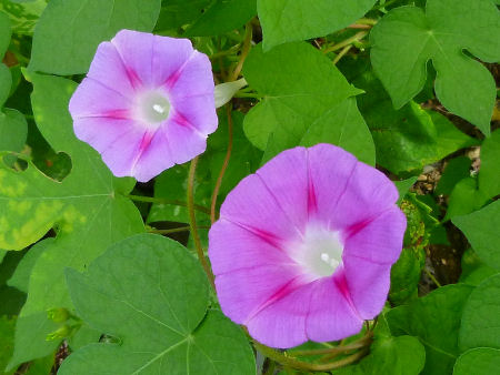 b0002549_1111433.jpg
