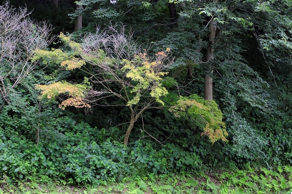 b0236251_14114858.jpg