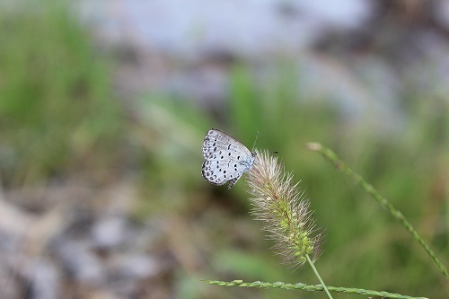 e0170863_22045557.jpg