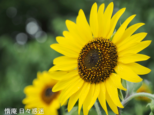 e0346064_18101877.gif