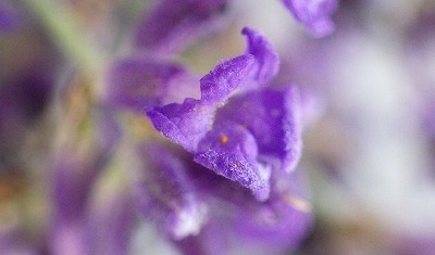 b0052375_13192401.jpg