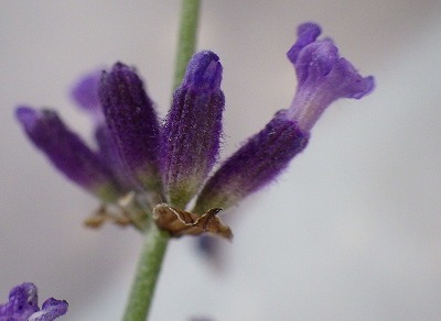 b0052375_13192518.jpg