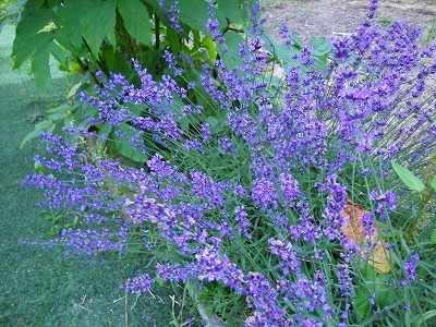 b0052375_13222505.jpg