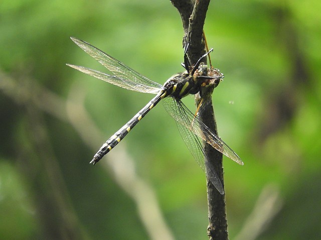 f0378979_18035077.jpg
