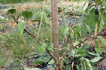 f0003283_19243322.jpg