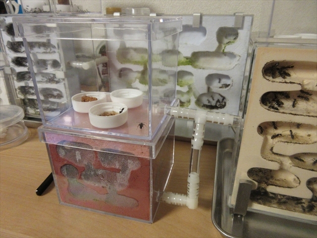 f0367197_21021485.jpg