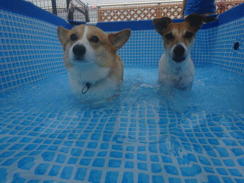 a0338800_21020100.gif