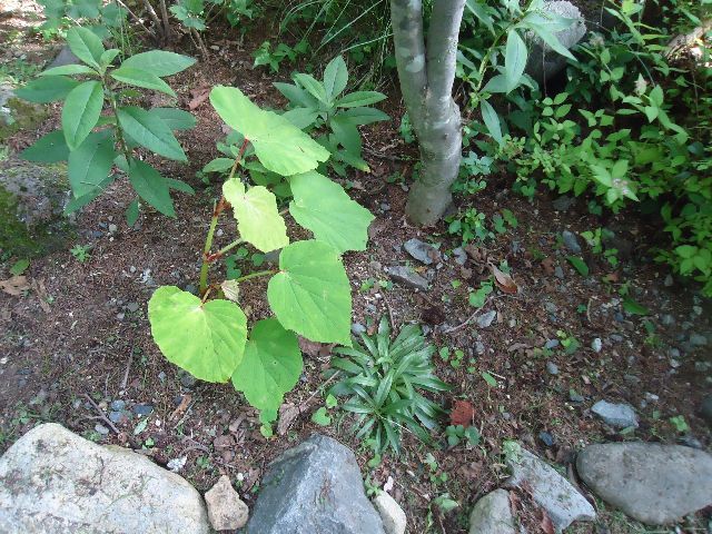 b0248920_01130091.jpg