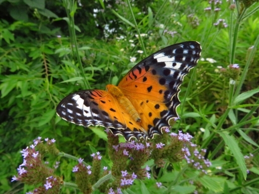 a0018655_14574650.jpg