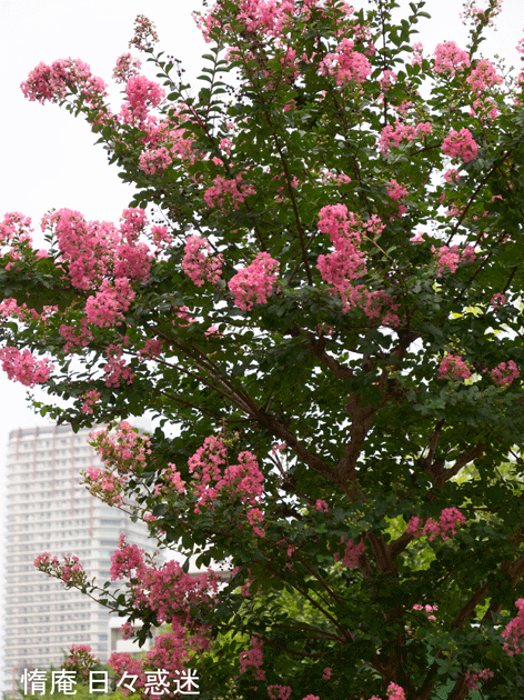 e0346064_16400003.gif