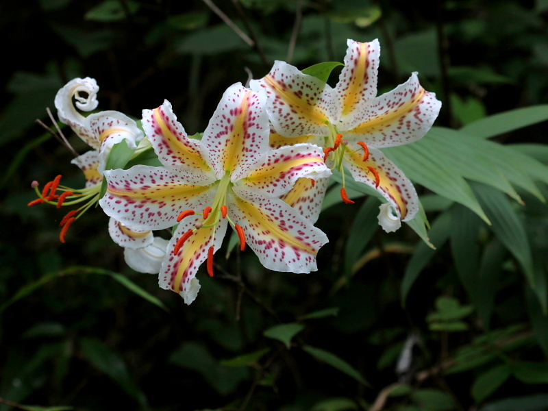 c0305565_18050000.jpg
