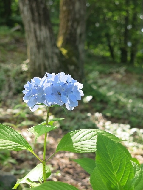d0098183_14460240.jpg