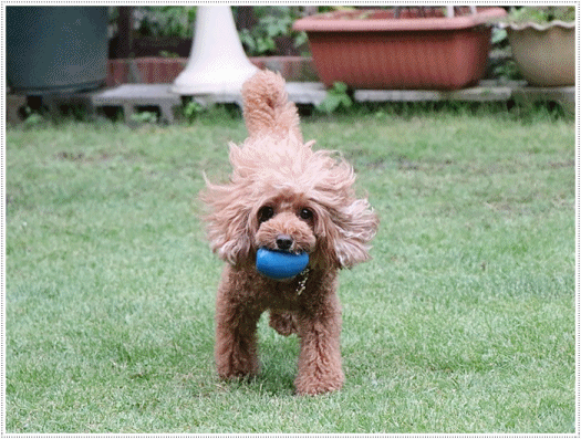 b0175688_23583085.gif