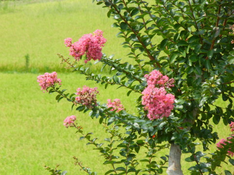 d0174707_11010590.jpg
