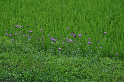 d0053832_18273912.jpg