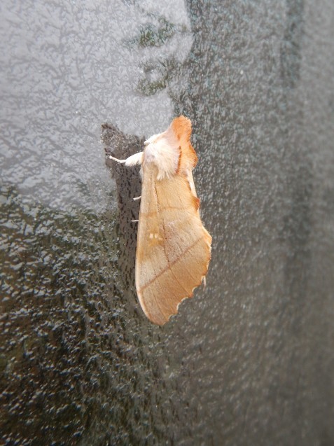 f0118332_18261332.jpg