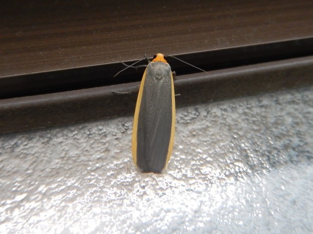 f0118332_18264392.jpg