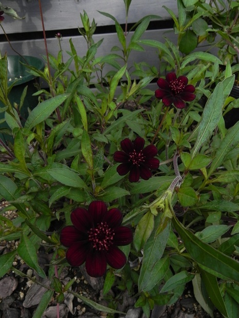 c0109450_16395346.jpg