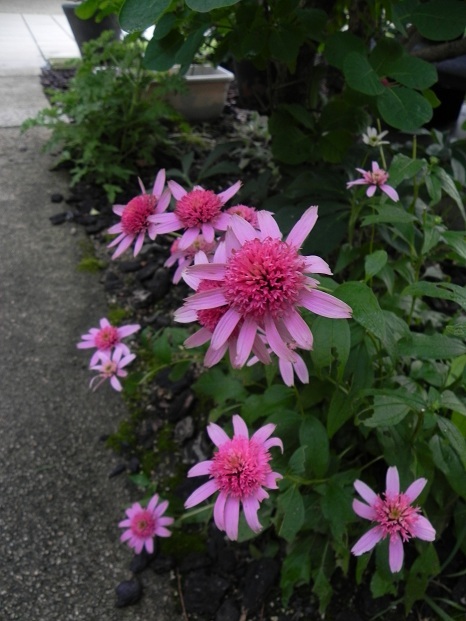 c0109450_16435733.jpg