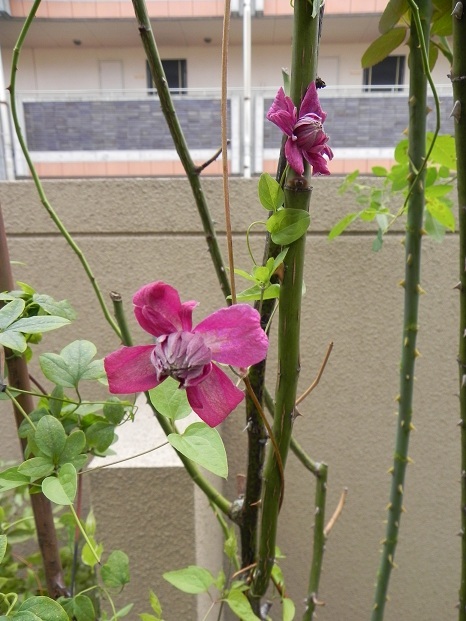 c0109450_16450167.jpg