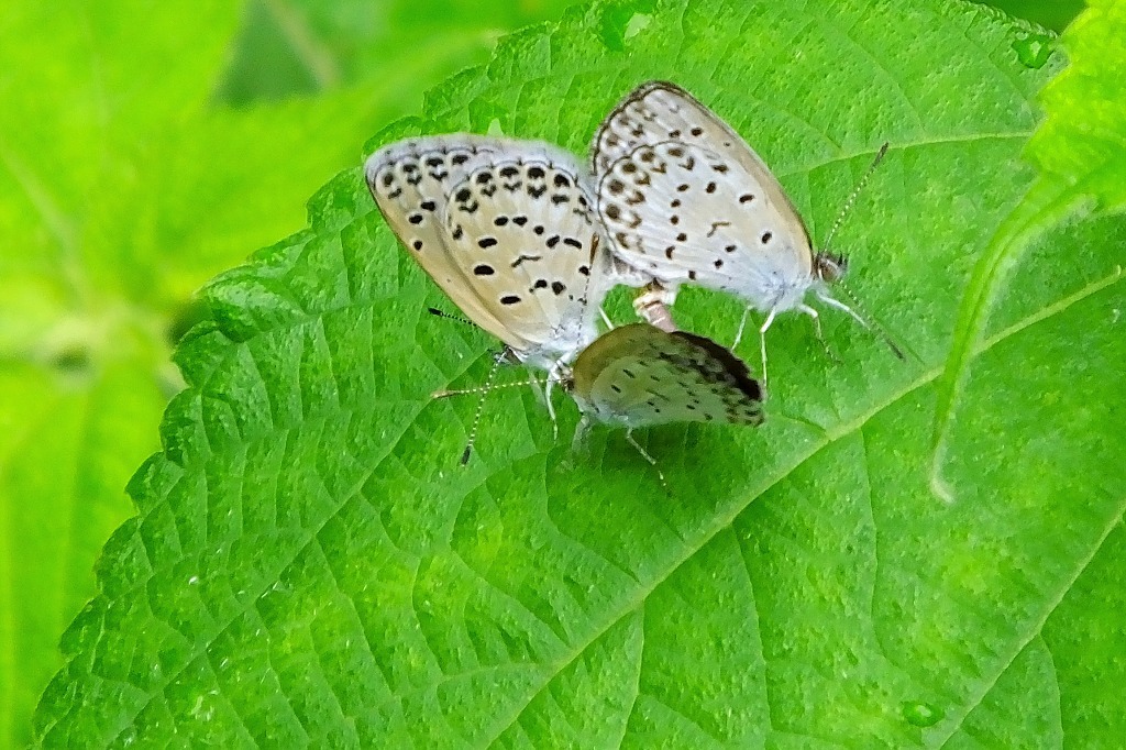 b0236251_11444404.jpg