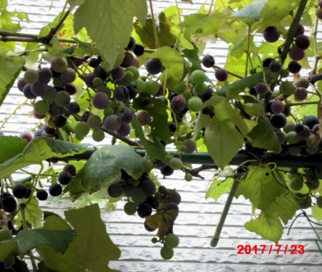 e0191585_20425914.jpg