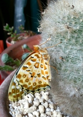 e0275196_21220235.jpg