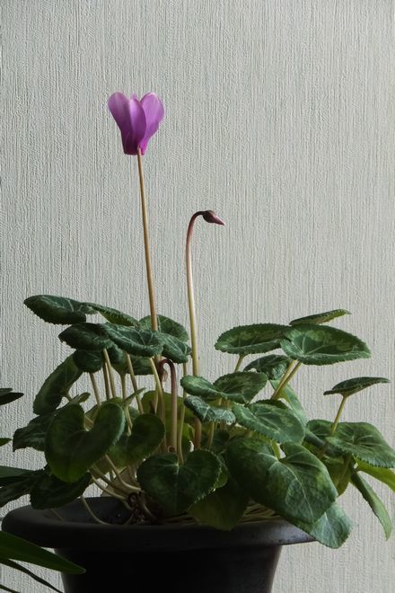 d0065113_13102479.jpg