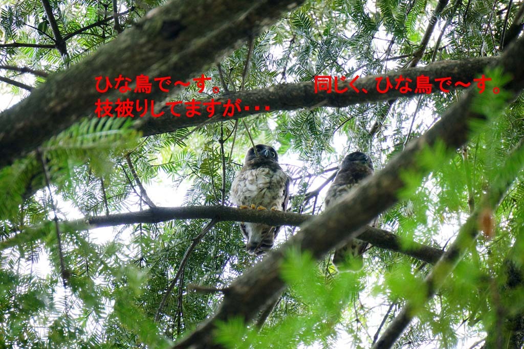 d0250840_21483032.jpg