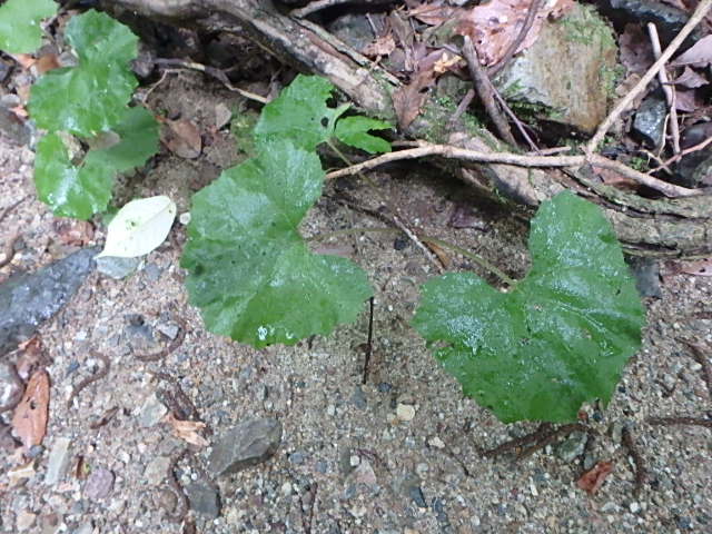f0334143_1752649.jpg