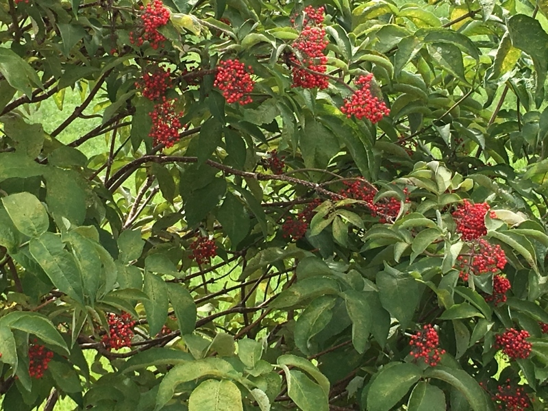e0326953_17491611.jpg