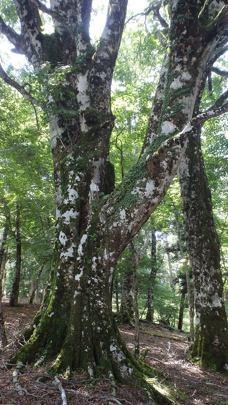 c0097754_16435582.jpg
