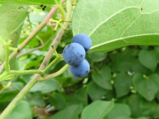a0018655_15004966.jpg