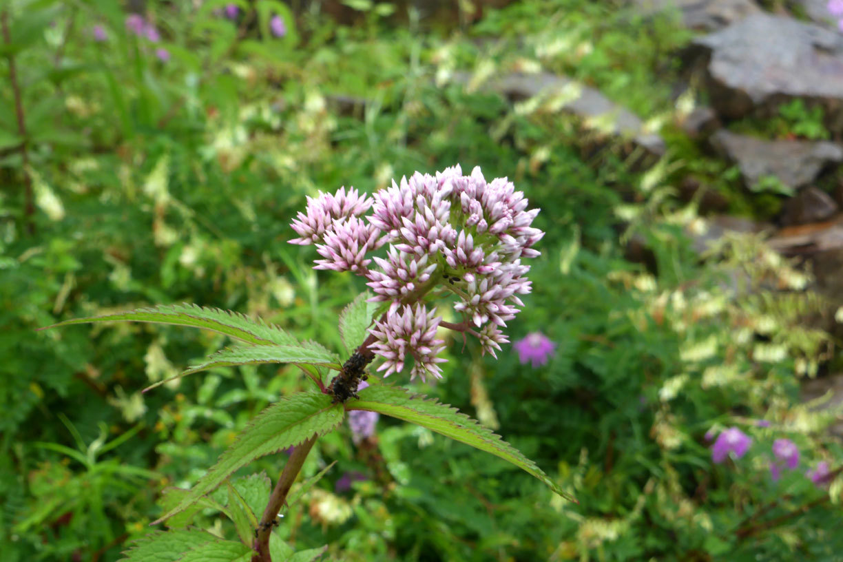 a0019668_13502852.jpg
