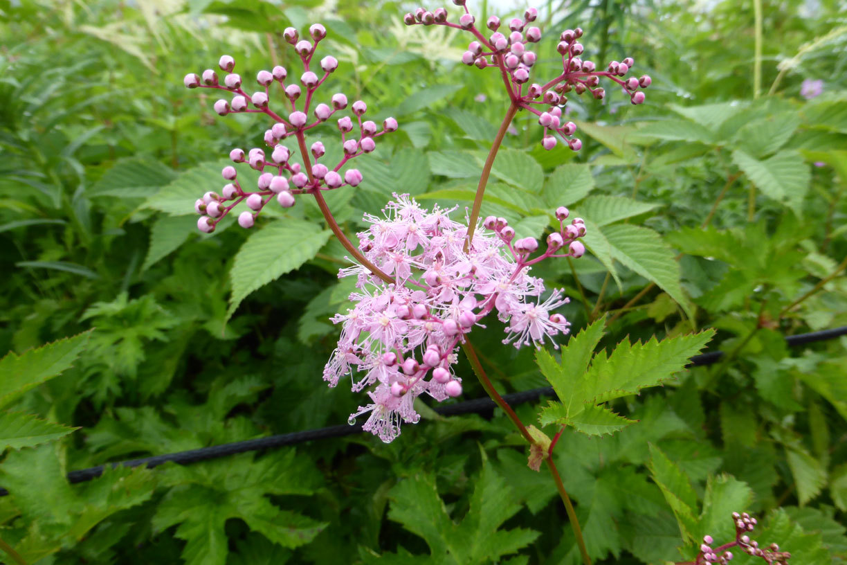 a0019668_14300330.jpg