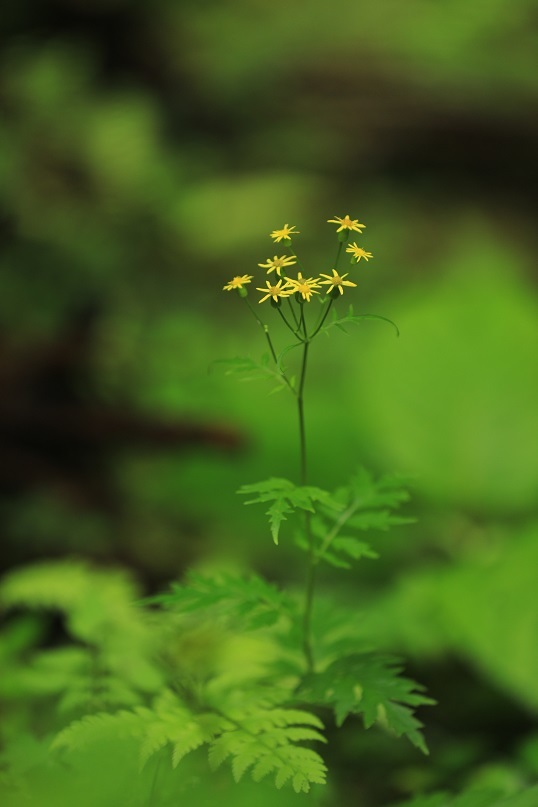 e0304170_12534739.jpg