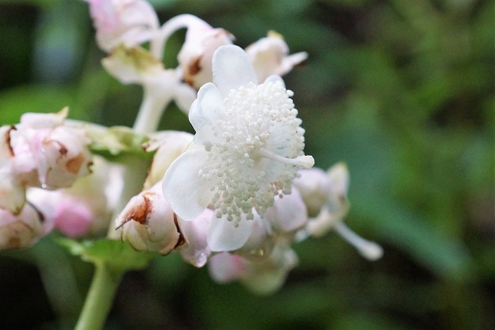 c0248473_17173998.jpg