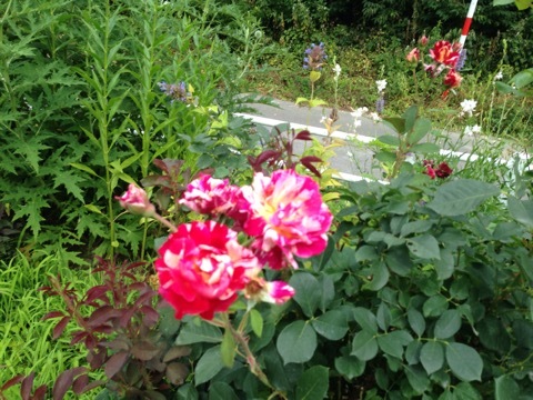 a0053480_05424092.jpg