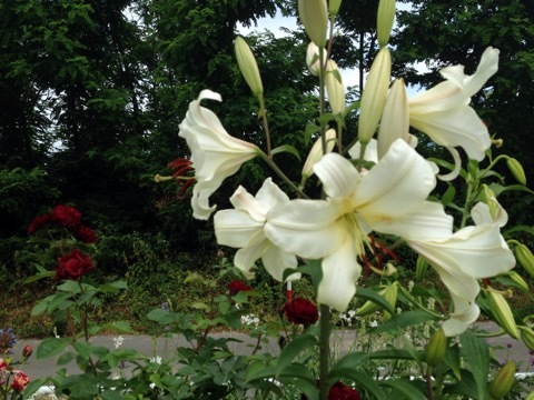a0053480_05430093.jpg