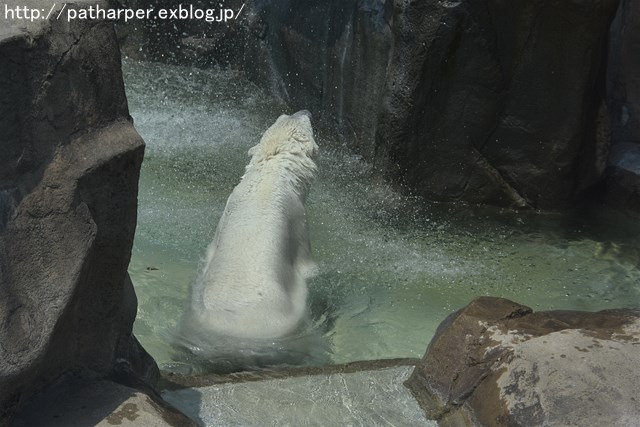 a0052986_6441068.jpg