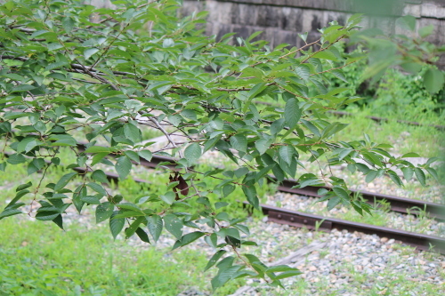 a0345833_20095395.jpg