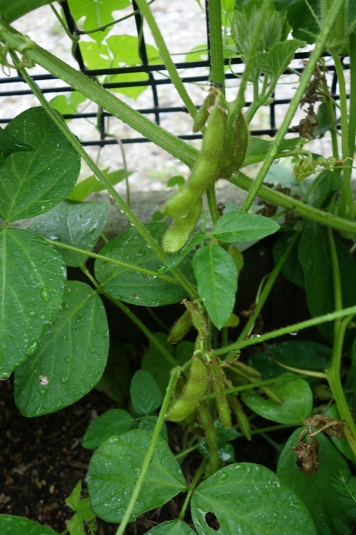 c0236857_07571757.jpg
