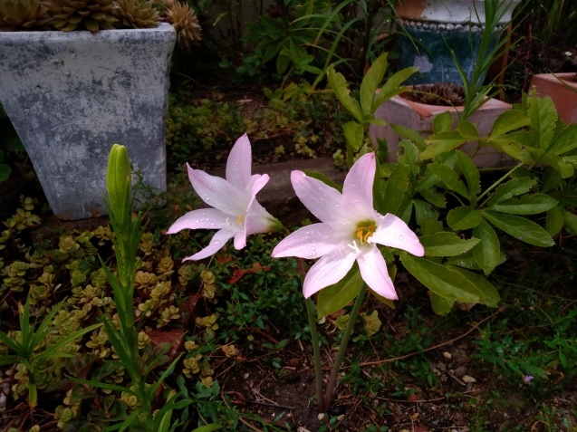 b0194267_21554570.jpg