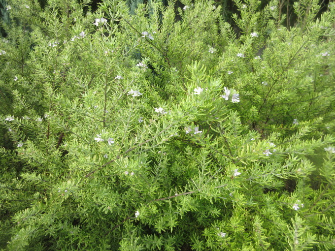 f0053885_20100753.jpg