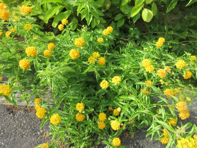 f0053885_20104039.jpg