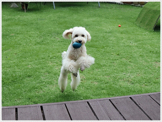 b0175688_20254671.gif